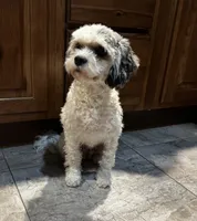 Gracie, a female Cavapoo for sale in LaPorte, IN – 4 of 4