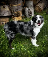 Zeus , a male Miniature Australian Shepherd for sale in LaPorte, IN – 3 of 6