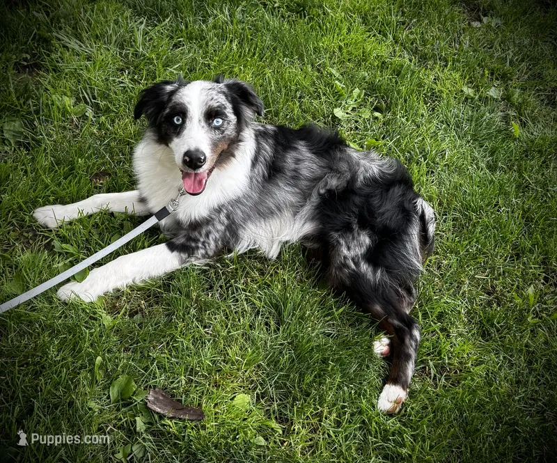 Zeus  – Miniature Australian Shepherd puppy for sale in LaPorte, IN