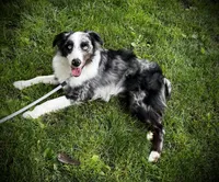 Zeus , a male Miniature Australian Shepherd for sale in LaPorte, IN – 1 of 6