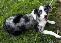 Zeus , a male Miniature Australian Shepherd for sale in LaPorte, IN – 5 of 6