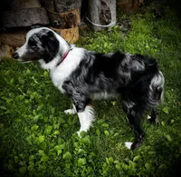 Zeus , a male Miniature Australian Shepherd for sale in LaPorte, IN – 6 of 6