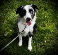 Zeus , a male Miniature Australian Shepherd for sale in LaPorte, IN – 2 of 6