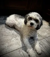 Gracie, a female Cavapoo for sale in LaPorte, IN – 3 of 4