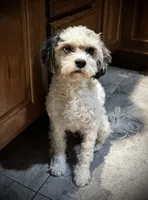 Gracie, a female Cavapoo for sale in LaPorte, IN – 2 of 4