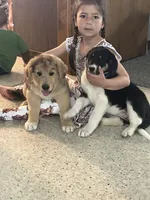 Sparkle, a female German Shepherd Dog for sale in Goshen, IN – Photo 3 of 4