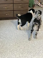 Sparkle, a female German Shepherd Dog for sale in Goshen, IN – Photo 4 of 4