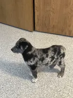 Sporty , a female German Shepherd Dog and Labrador Retriever for sale in Goshen, IN – Photo 2 of 3