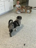 Sporty , a female German Shepherd Dog and Labrador Retriever for sale in Goshen, IN – Photo 3 of 3