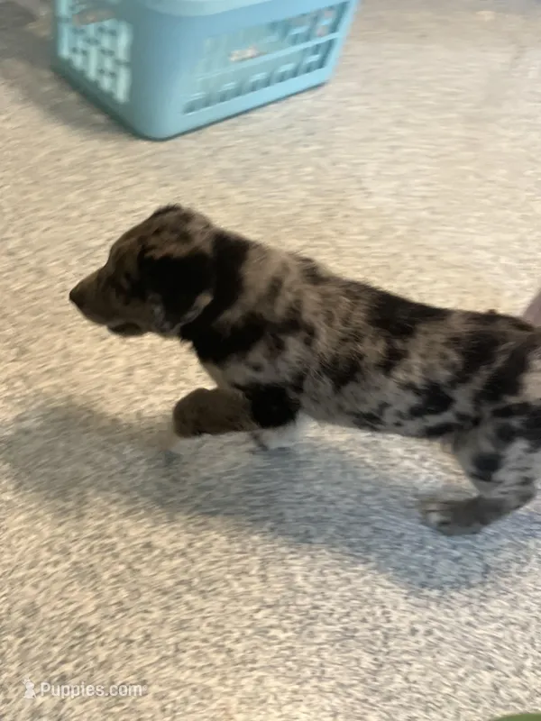 Sporty  – German Shepherd Dog, Labrador Retriever puppy for sale in Goshen, IN