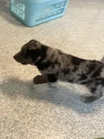 Sporty , a female German Shepherd Dog and Labrador Retriever for sale in Goshen, IN – Photo 1 of 3