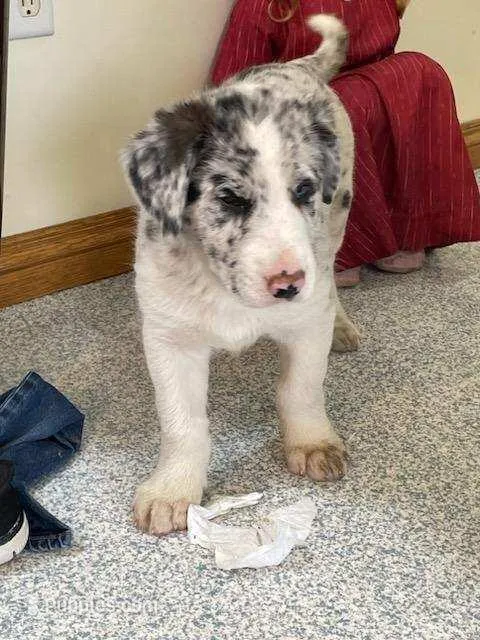 tesa – German Shepherd Dog, Labrador Retriever puppy for sale in Goshen, IN