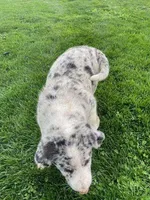 tesa, a male German Shepherd Dog and Labrador Retriever for sale in Goshen, IN – Photo 2 of 4