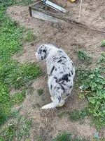 tesa, a male German Shepherd Dog and Labrador Retriever for sale in Goshen, IN – Photo 3 of 4