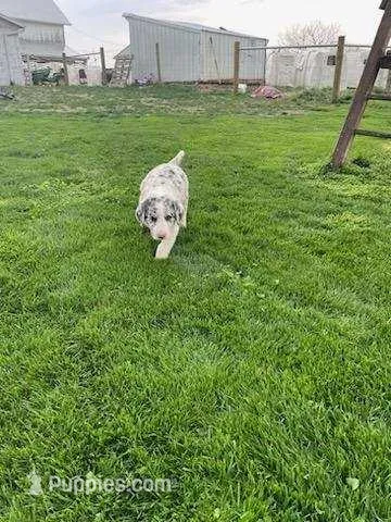 tesa – German Shepherd Dog, Labrador Retriever puppy for sale in Goshen, IN