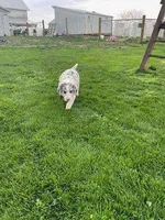 tesa, a male German Shepherd Dog and Labrador Retriever for sale in Goshen, IN – Photo 1 of 4