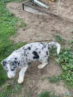 tesa, a male German Shepherd Dog and Labrador Retriever for sale in Goshen, IN – Photo 4 of 4