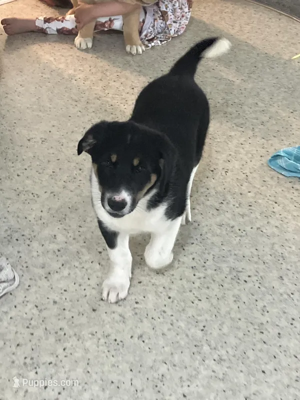 Sparkle – German Shepherd Dog puppy for sale in Goshen, IN