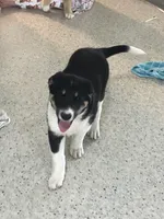Sparkle, a female German Shepherd Dog for sale in Goshen, IN – Photo 2 of 4