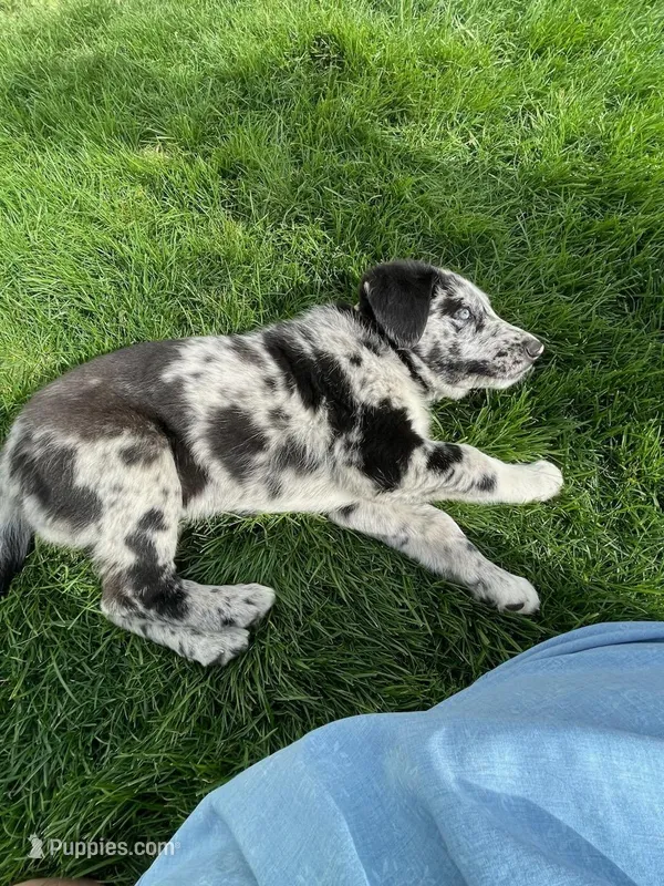 Queen  – German Shepherd Dog, Labrador Retriever puppy for sale in Goshen, IN