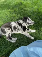 Queen , a female German Shepherd Dog and Labrador Retriever for sale in Goshen, IN – Photo 1 of 2