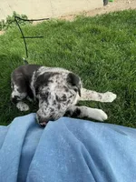 Queen , a female German Shepherd Dog and Labrador Retriever for sale in Goshen, IN – Photo 2 of 2