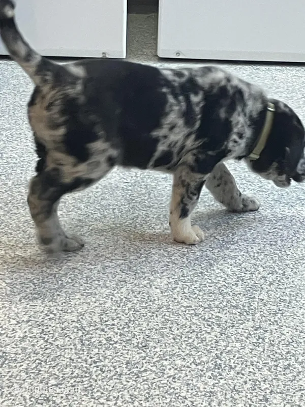 Queen  – German Shepherd Dog, Labrador Retriever puppy for sale in Goshen, IN