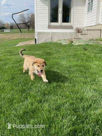 muffin  – German Shepherd Dog, Labrador Retriever puppy for sale in Goshen, IN