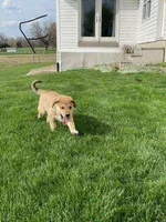 muffin , a female German Shepherd Dog and Labrador Retriever for sale in Goshen, IN – Photo 3 of 6