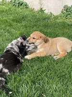 muffin , a female German Shepherd Dog and Labrador Retriever for sale in Goshen, IN – Photo 5 of 6