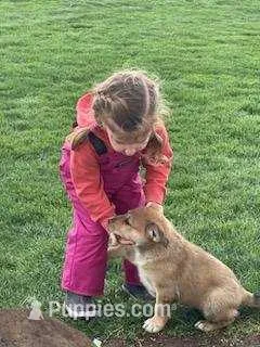 muffin  – German Shepherd Dog, Labrador Retriever puppy for sale in Goshen, IN