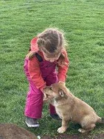 muffin , a female German Shepherd Dog and Labrador Retriever for sale in Goshen, IN – Photo 4 of 6