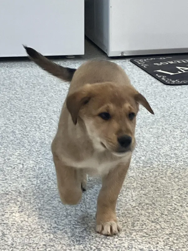 muffin  – German Shepherd Dog, Labrador Retriever puppy for sale in Goshen, IN