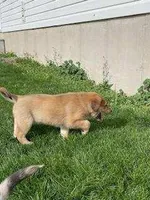 muffin , a female German Shepherd Dog and Labrador Retriever for sale in Goshen, IN – Photo 6 of 6