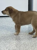 muffin , a female German Shepherd Dog and Labrador Retriever for sale in Goshen, IN – Photo 2 of 6
