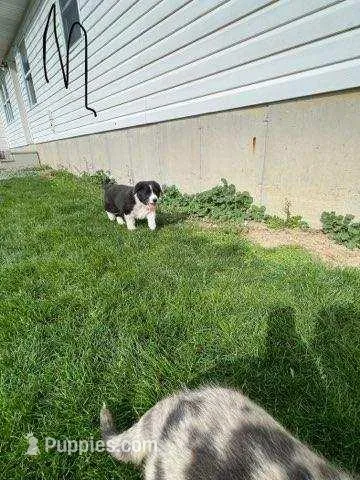 Fido – German Shepherd Dog, Labrador Retriever puppy for sale in Goshen, IN