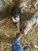 Clifford , a male German Shepherd Dog and Labrador Retriever for sale in Goshen, IN – Photo 2 of 3