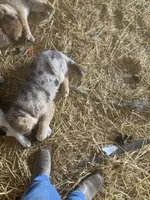Clifford , a male German Shepherd Dog and Labrador Retriever for sale in Goshen, IN – Photo 3 of 3