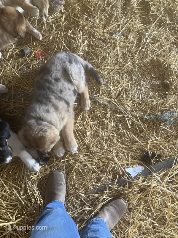 Clifford  – German Shepherd Dog, Labrador Retriever puppy for sale in Goshen, IN