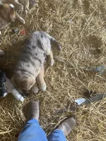 Clifford , a male German Shepherd Dog and Labrador Retriever for sale in Goshen, IN – Photo 1 of 3