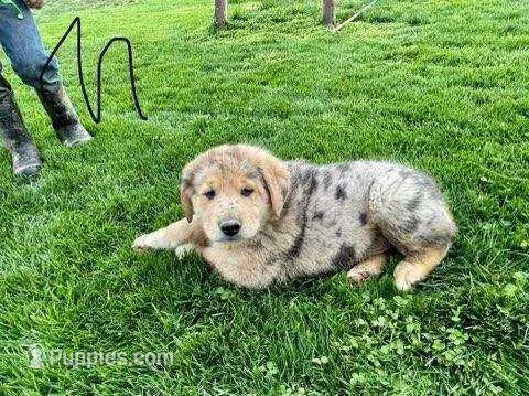 Clifford  – German Shepherd Dog, Labrador Retriever puppy for sale in Goshen, IN