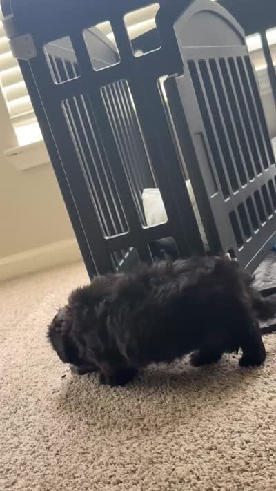 Jett, a male Shih Tzu for sale in Mobile, AL – 2 of 2