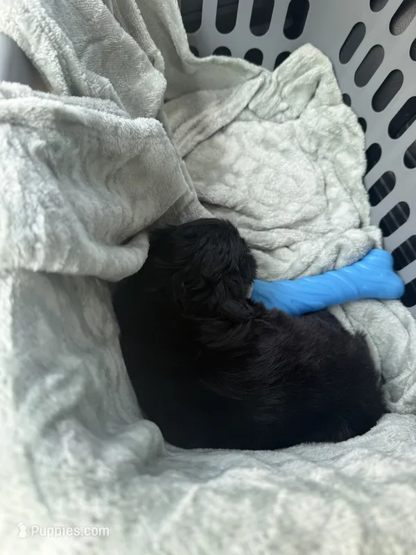 Jett – Shih Tzu puppy for sale in Mobile, AL