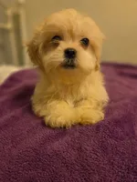 Saddie, a female Mal Shi for sale in Myrtle Beach, SC – 3 of 4