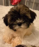 Pete, a male Shih Tzu and Mal Shi for sale in Myrtle Beach, SC – 3 of 4