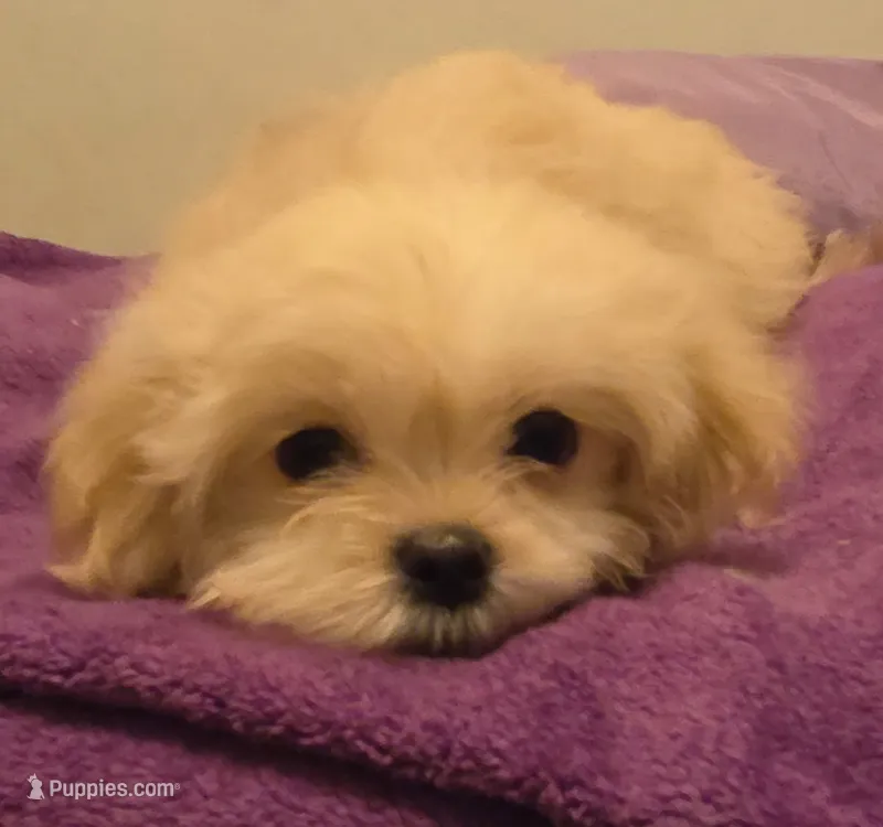 Saddie – Mal Shi puppy for sale in Myrtle Beach, SC