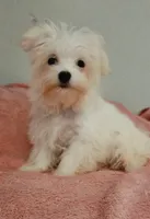 Lilly, a female Maltese and Mal Shi for sale in Myrtle Beach, SC – 3 of 3