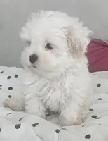 Tofu, a male Mal Shi for sale in Myrtle Beach, SC – Photo 2 of 3