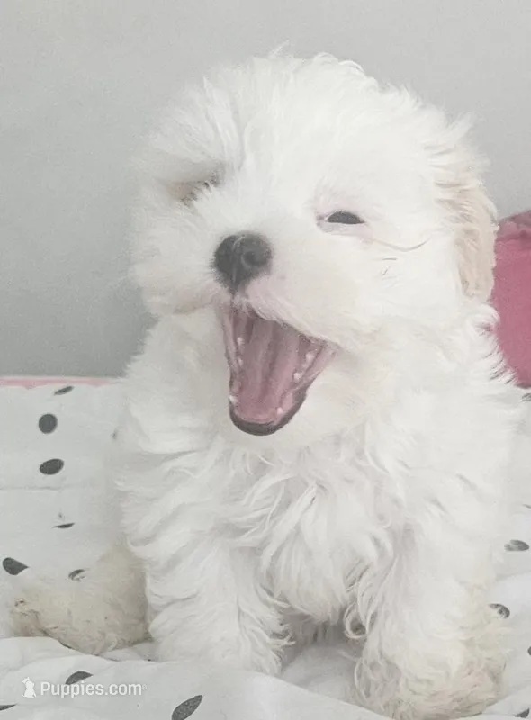 Tofu – Mal Shi puppy for sale in Myrtle Beach, SC