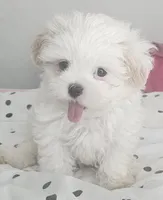 Tofu, a male Mal Shi for sale in Myrtle Beach, SC – Photo 3 of 3